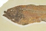 Uncommon Fish Fossil (Mioplosus) - Wyoming #289897-2